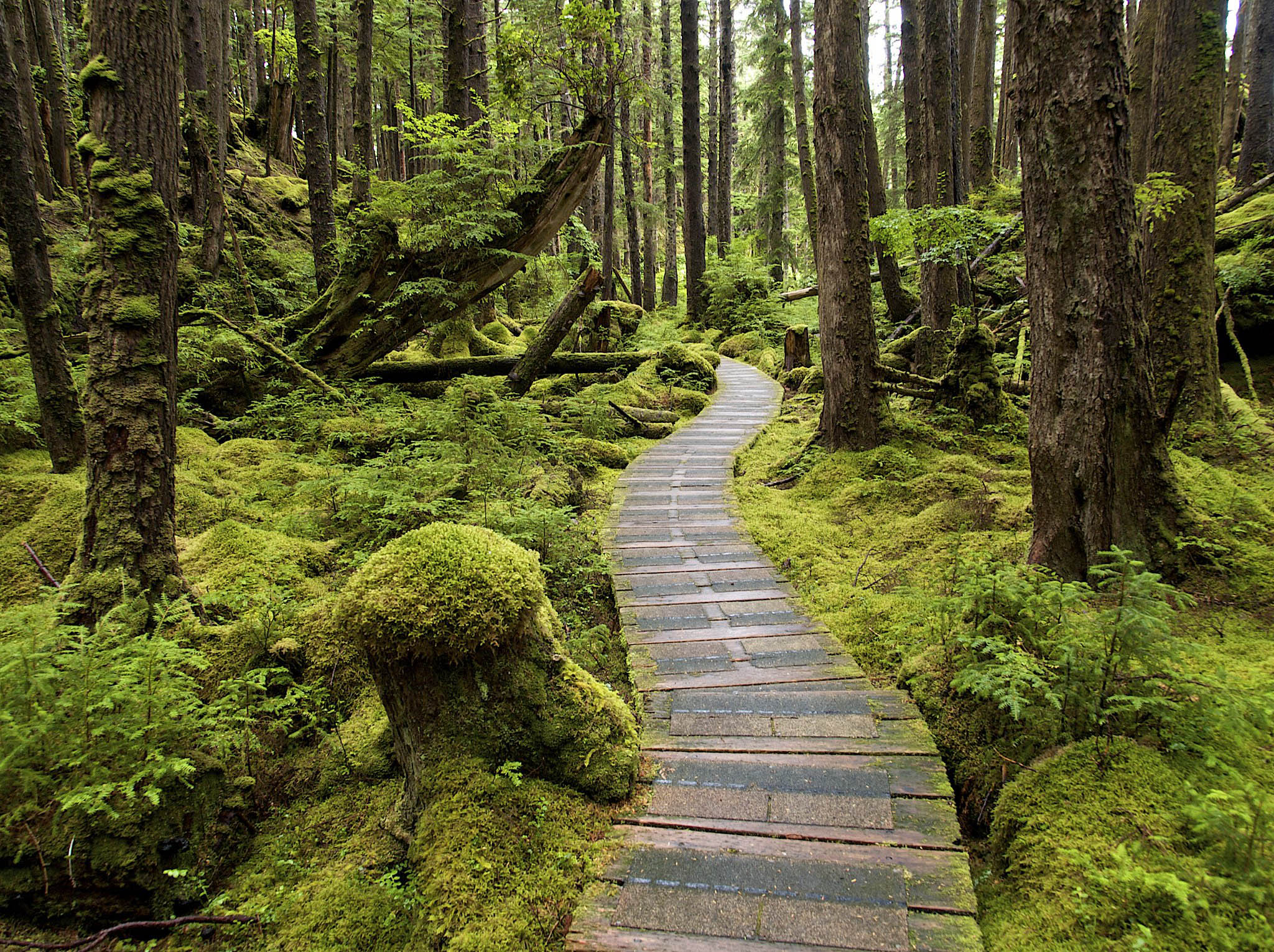 Boardwalk Through the Forest