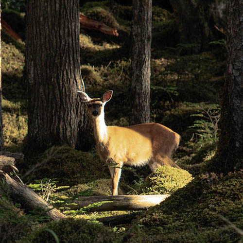 Sitka Black-tailed Deer
