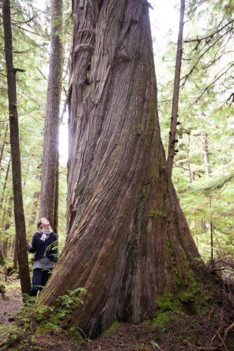 Old-Growth Cedars