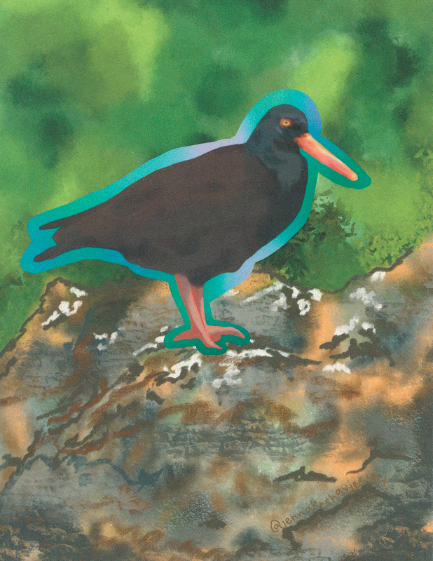 Black oystercatcher greeting card illustration