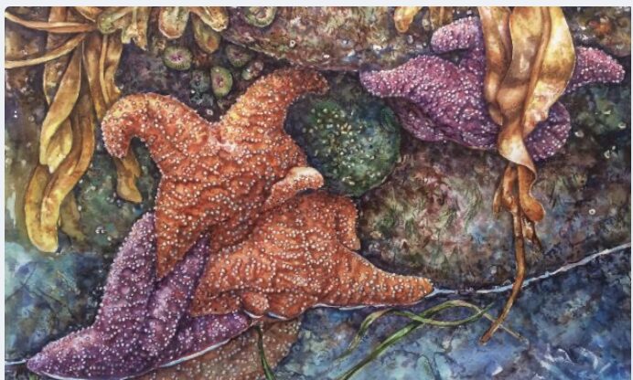 Tide pool sea stars and kelp, watercolour
