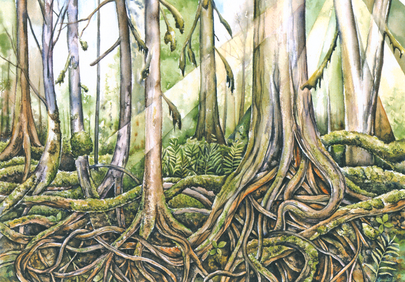 Old-growth roots and rainforest light, watercolour