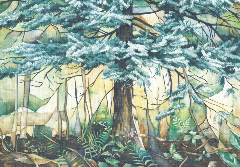 Cedar boughs in winter frost, watercolour