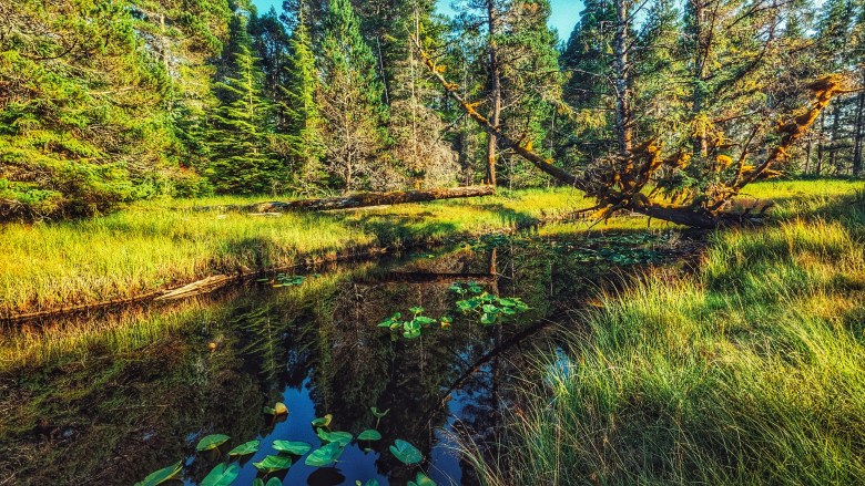 Gold Creek Walk
